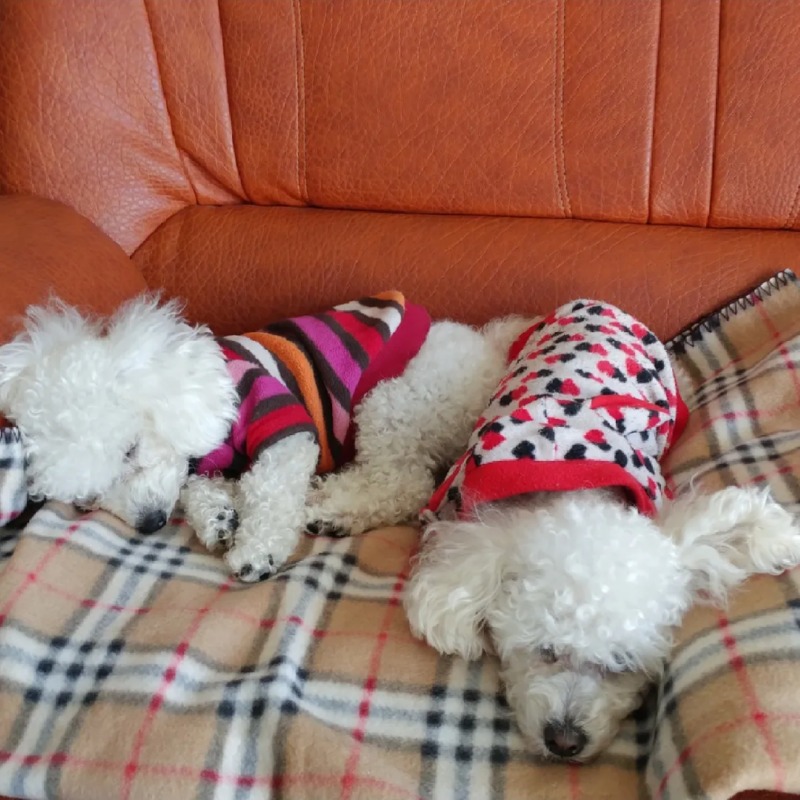 제 귀염둥이 올려요..