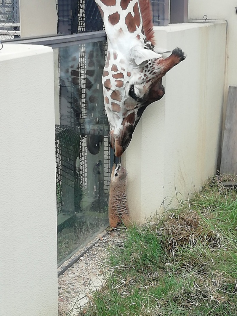미어캣이 궁금한 기린.ZOO