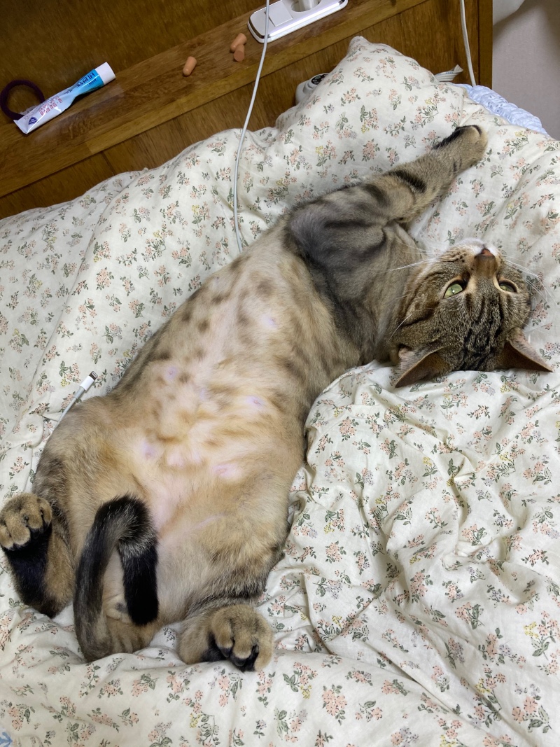  귀여운거 보고가실래요?