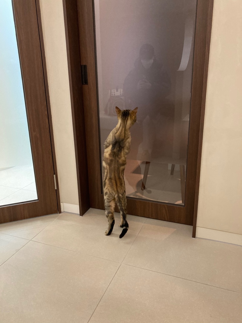 안양 오월의 산책 동물병원 후기