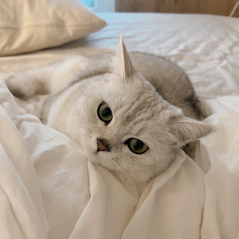 침대를 너무 좋아하는 쵸