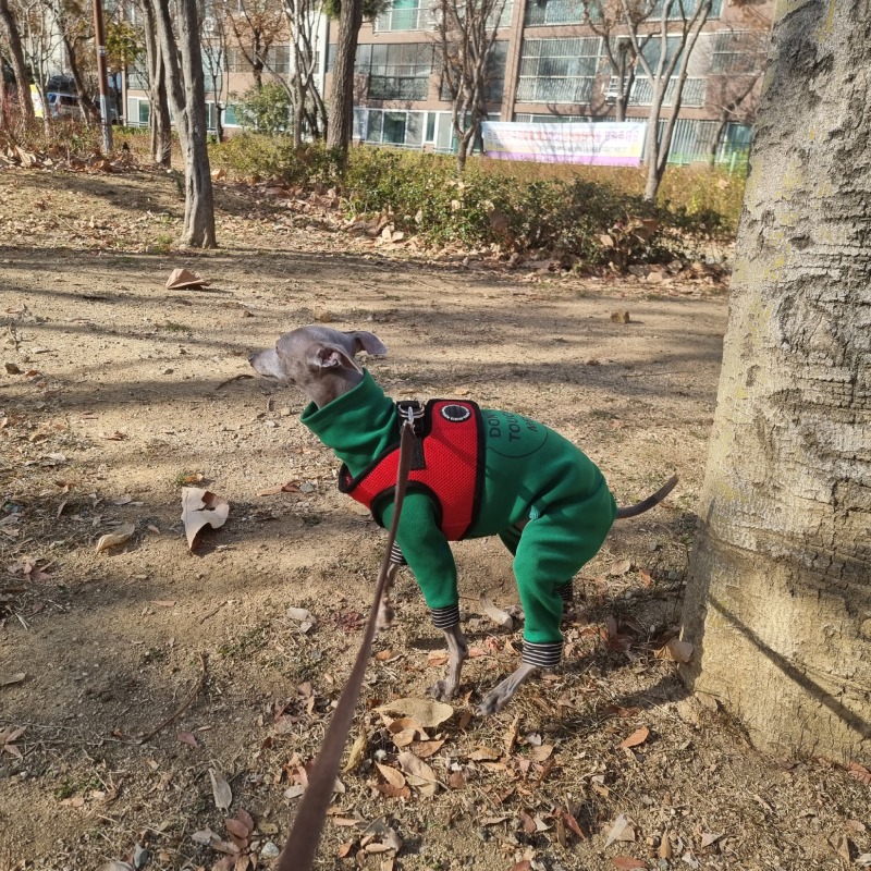 추워도 애나 산책다녀왔어요!