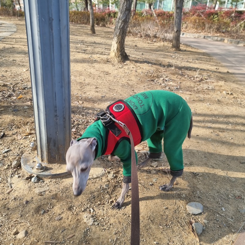 추워도 애나 산책다녀왔어요!