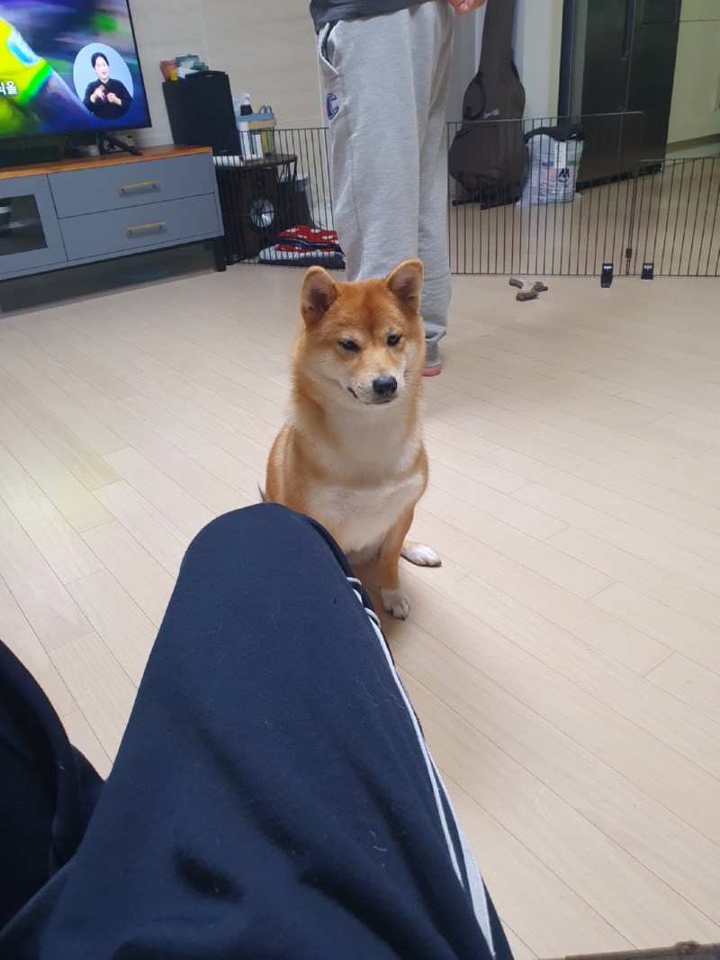 저희집 막내 루이 입니다!!