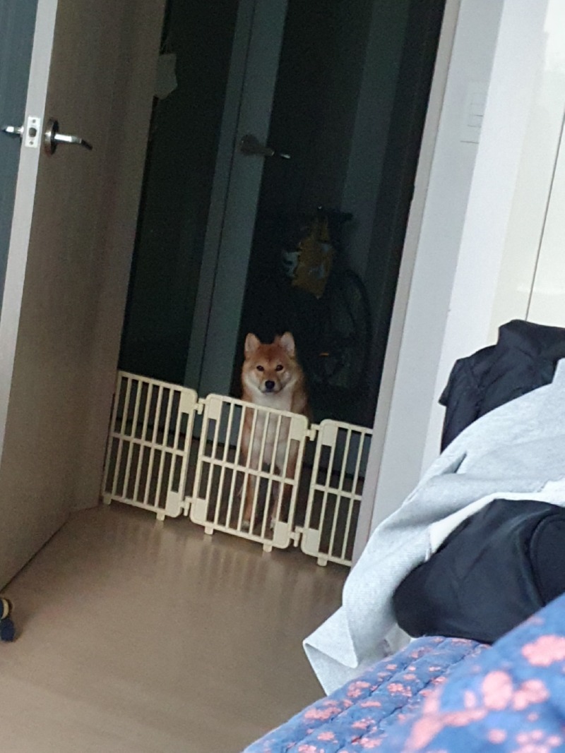 저희집 막내 루이 입니다!!