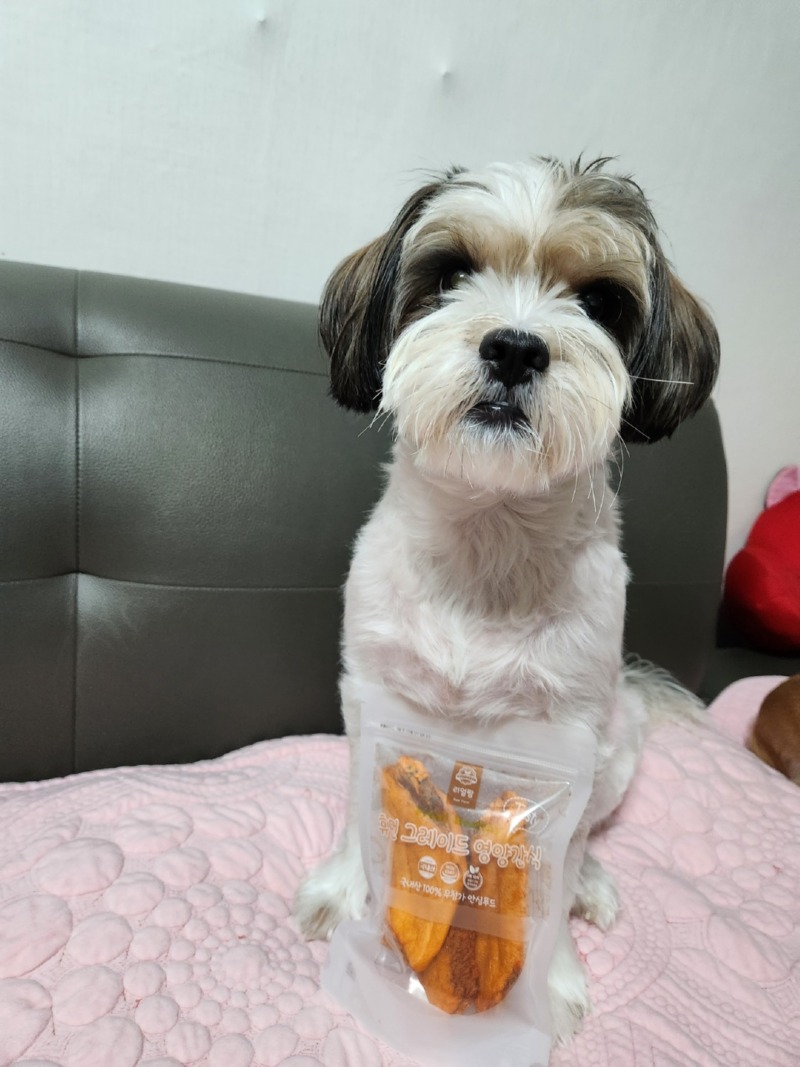 간식 기다리는 콩이와 하트
