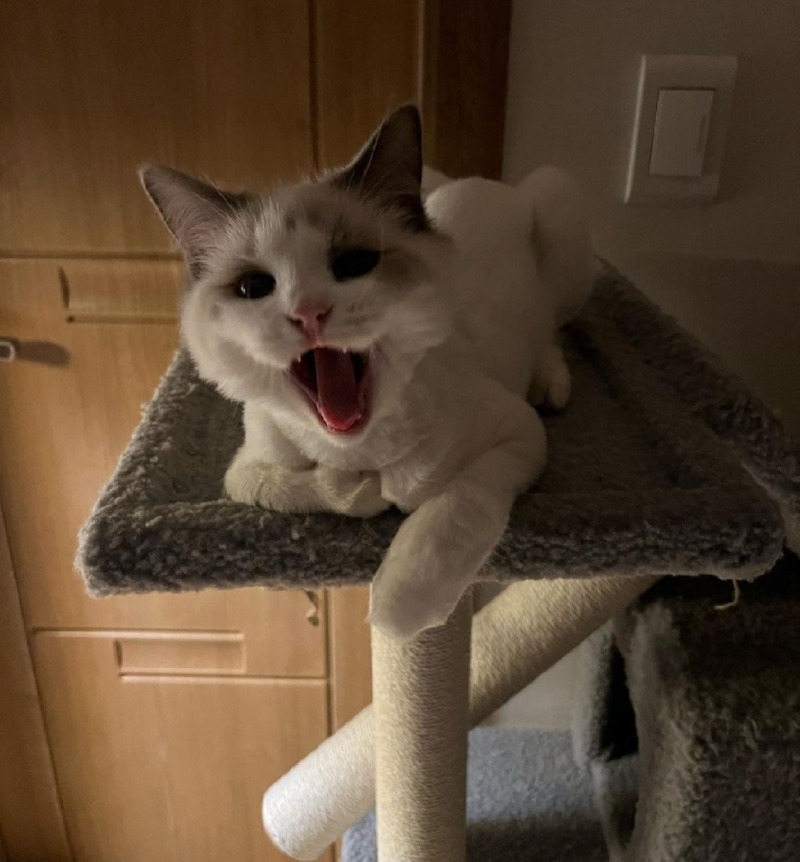 빵이냥이 입니다!!