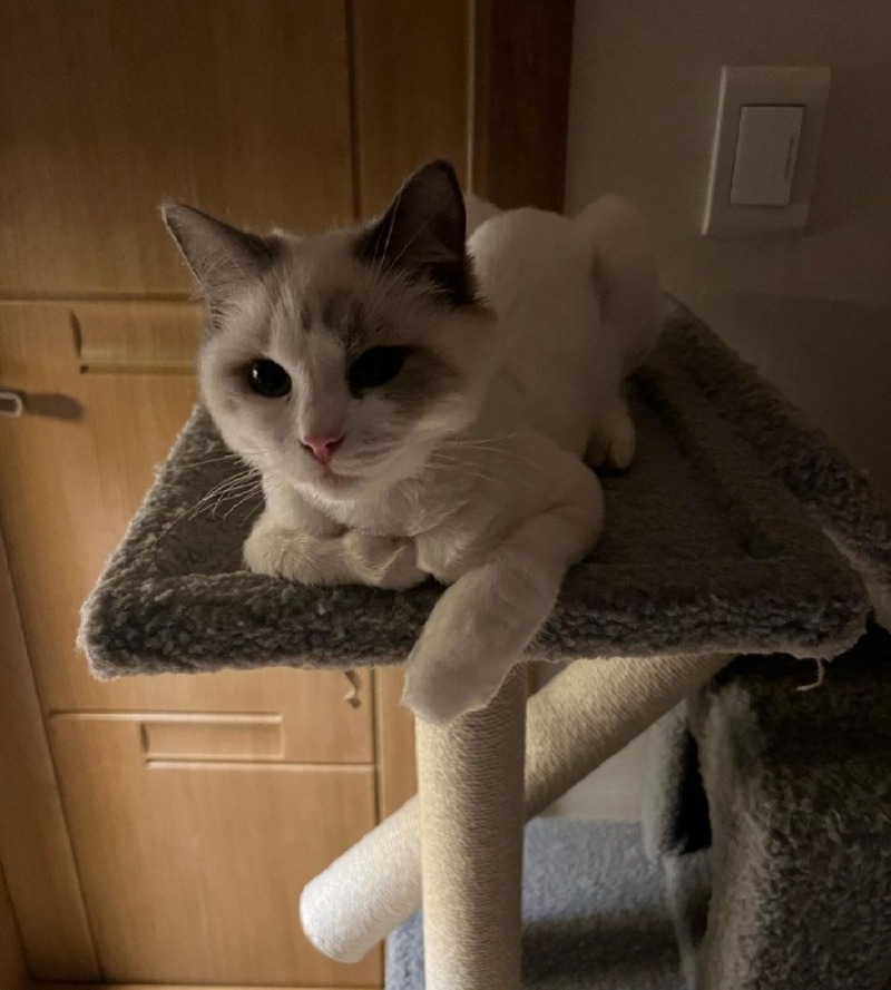 빵이냥이 입니다!!