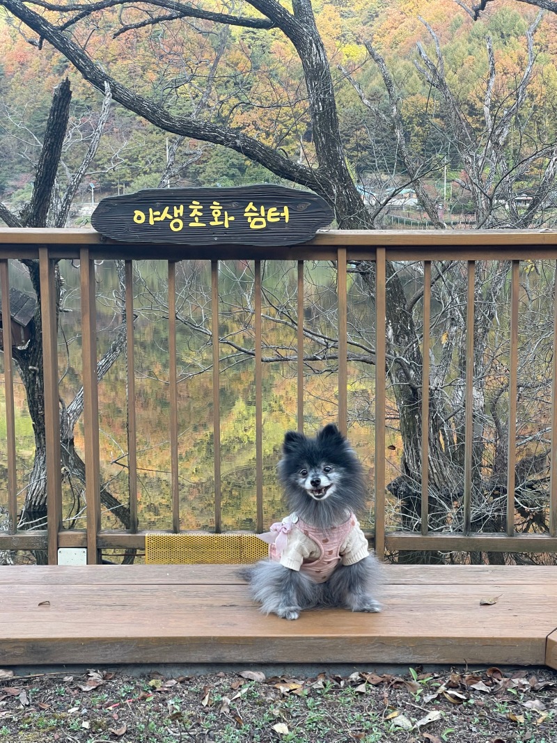 우리집 사랑을 맡고 있는 귀염둥이 소개합니당~~