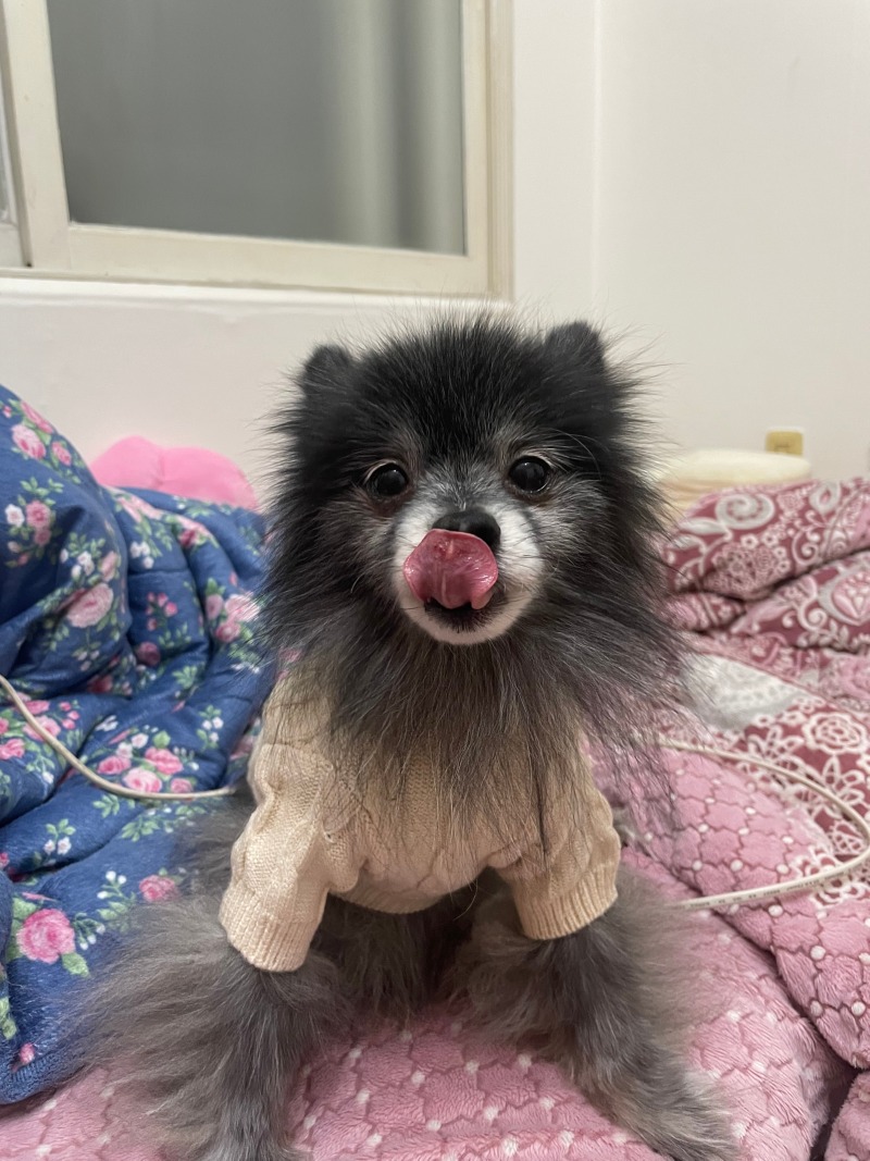 우리집 사랑을 맡고 있는 귀염둥이 소개합니당~~