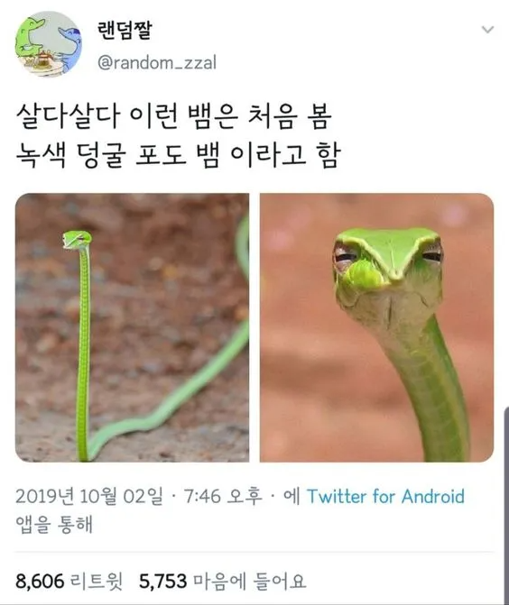 진짜 나약해보이는 뱀
