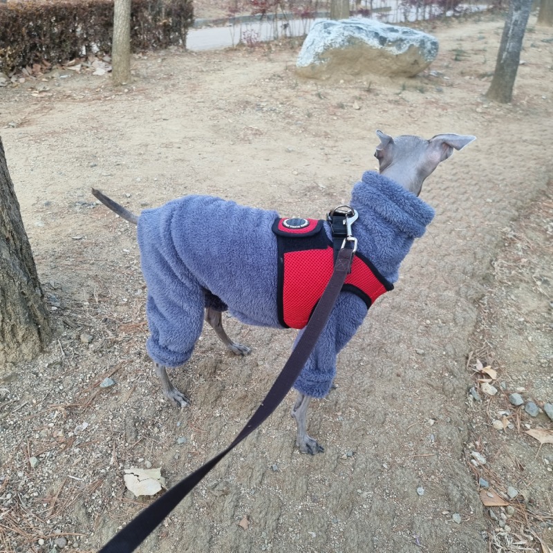 애나랑 같이 산책