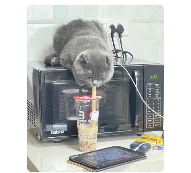고양이 키울 때 조심해야 할 것은?