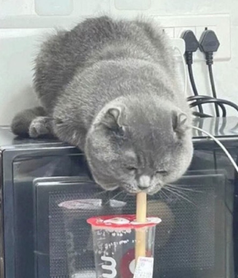 고양이 키울 때 조심해야 할 것은?