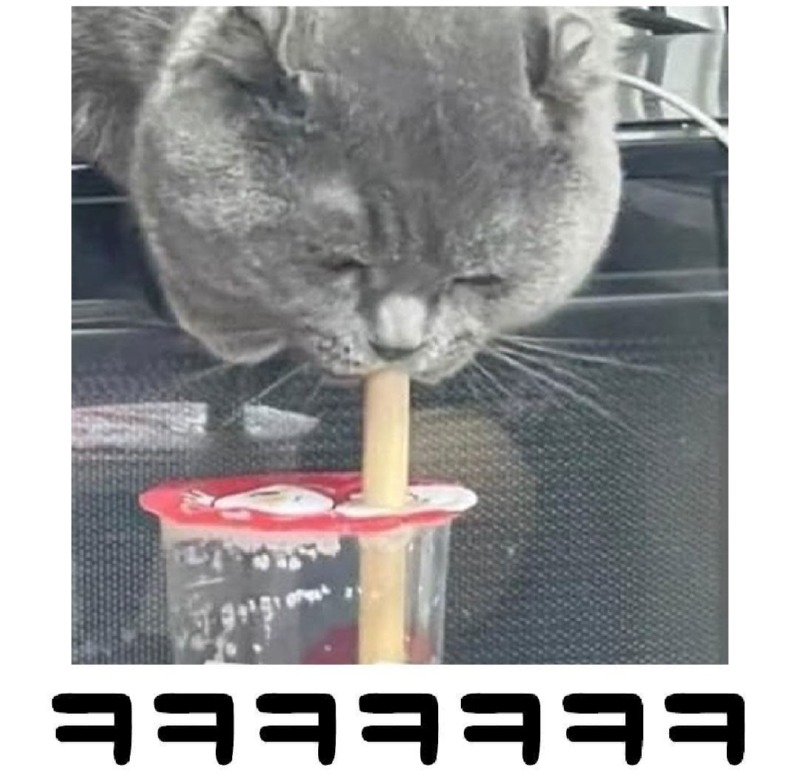 고양이 키울 때 조심해야 할 것은?