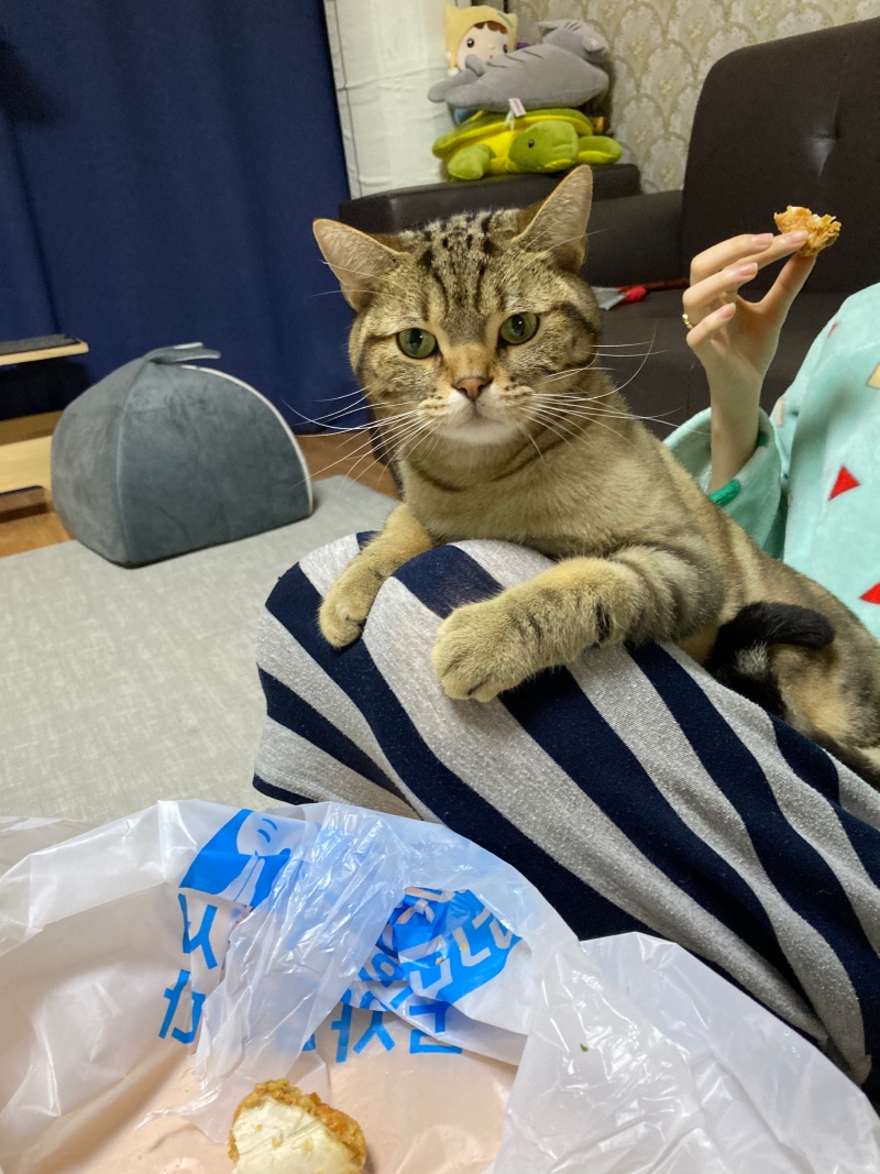 귀여운 고양이 자랑할래요!