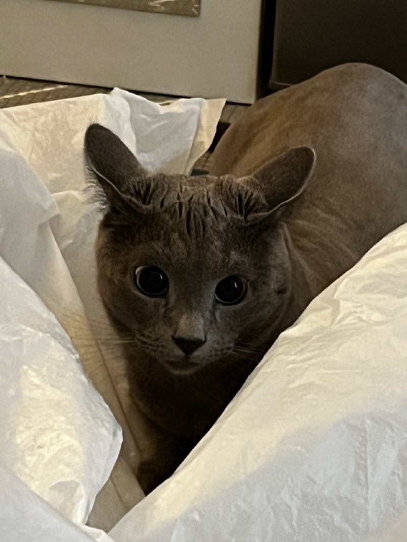 세젤귀 나방고양이