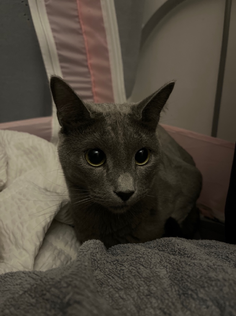 세젤귀 나방고양이