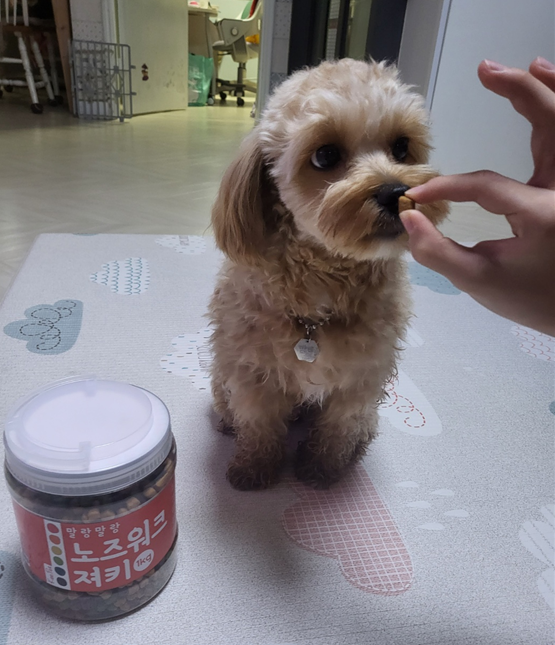 노즈워크_밤비.png