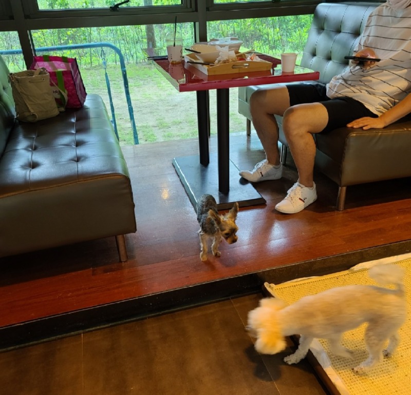 대구 가창 발넷이야 애견카페