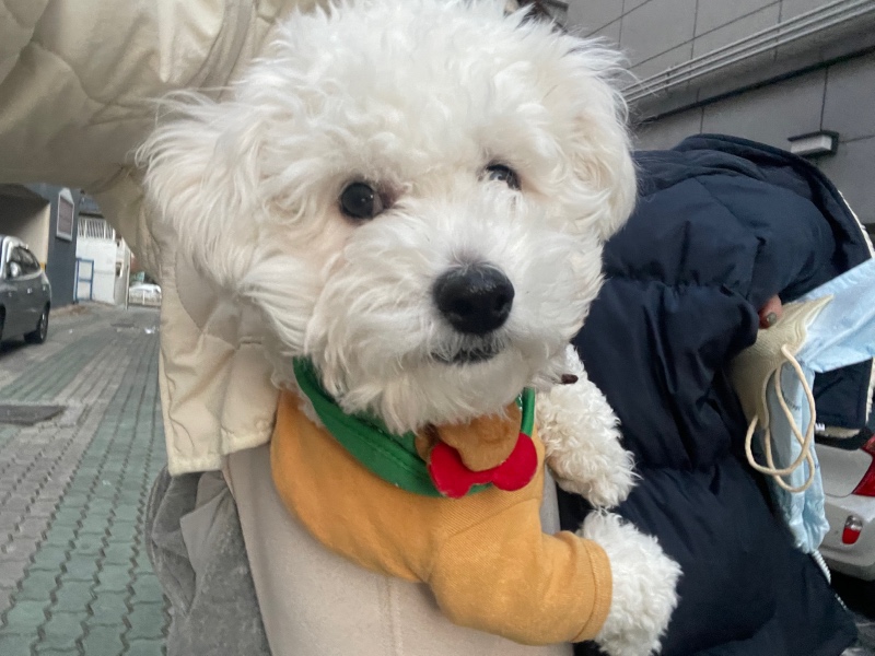 카페가는 댕댕이