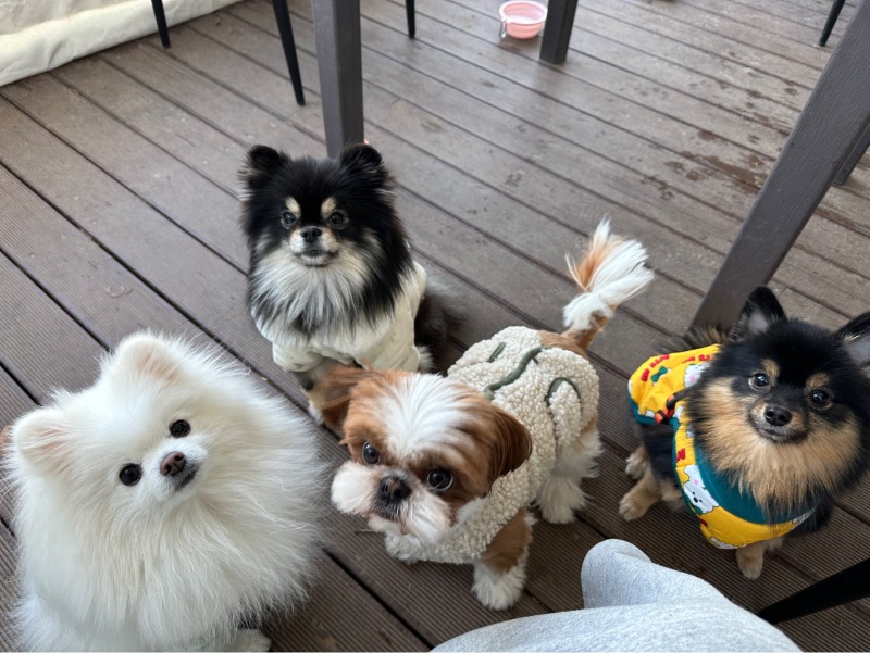 친구들이랑 김포 도그캠프도 다녀왔어요 ㅎㅎ