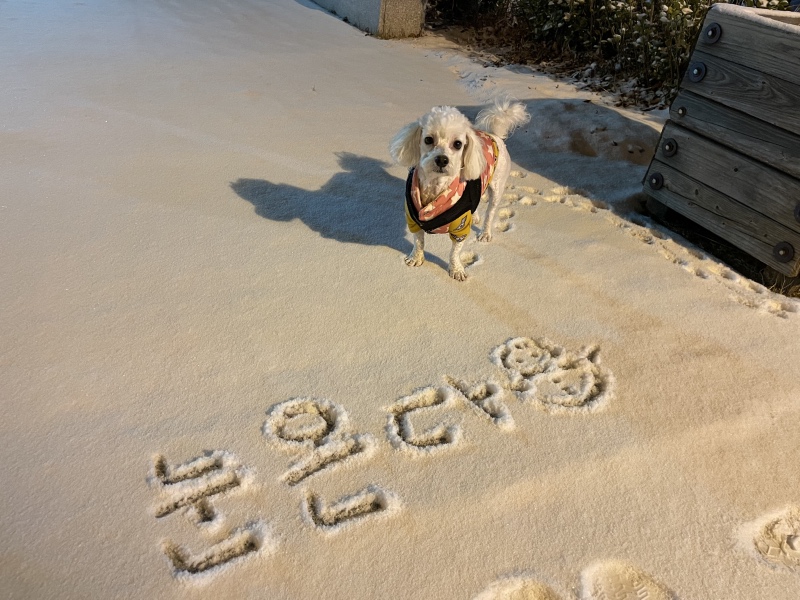 우리집 긔염둥이