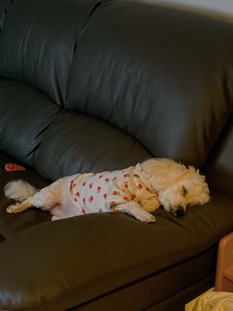 우리집 긔염둥이
