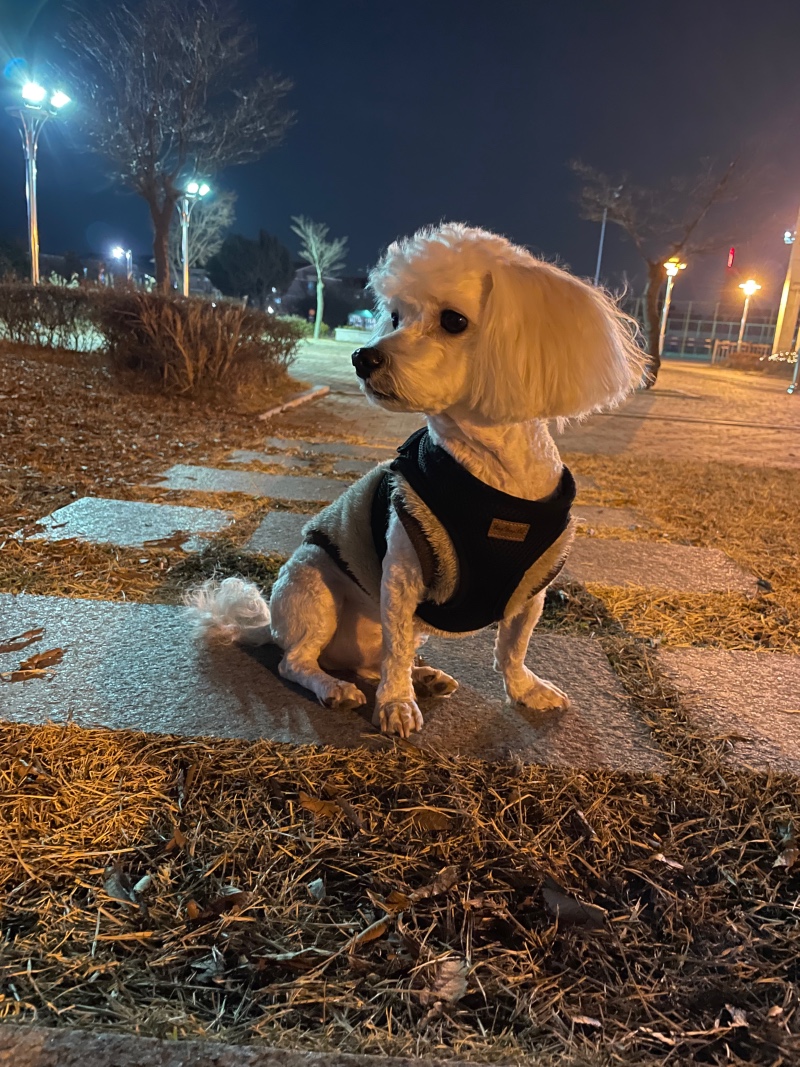 우리집 긔염둥이
