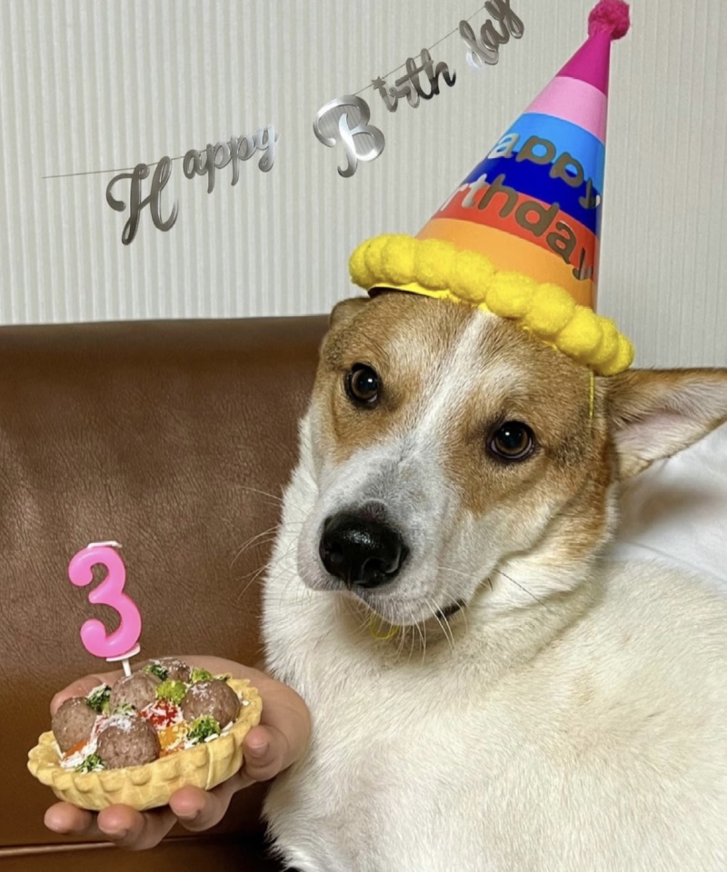 생일을 맞이한 댕댕이