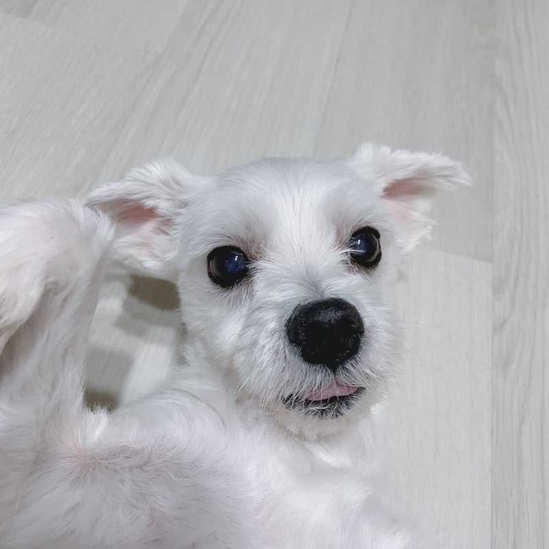 논현동 강아지와 고양이나라 동물병원 방문후기!