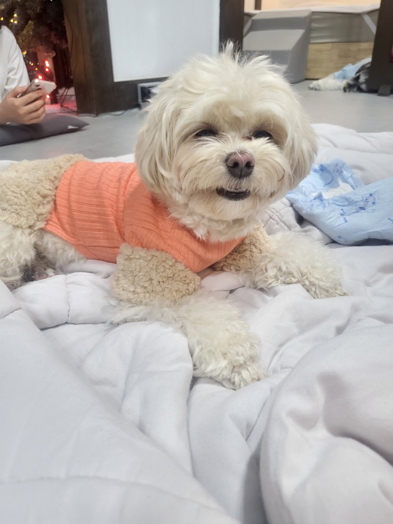 인스타 감성의 최적화 장흥 스테이우디 