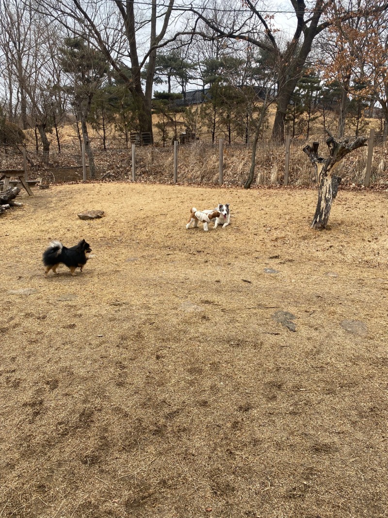 네이처독 다녀온 후기