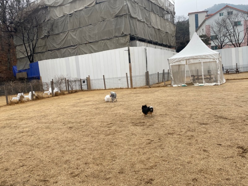 네이처독 다녀온 후기