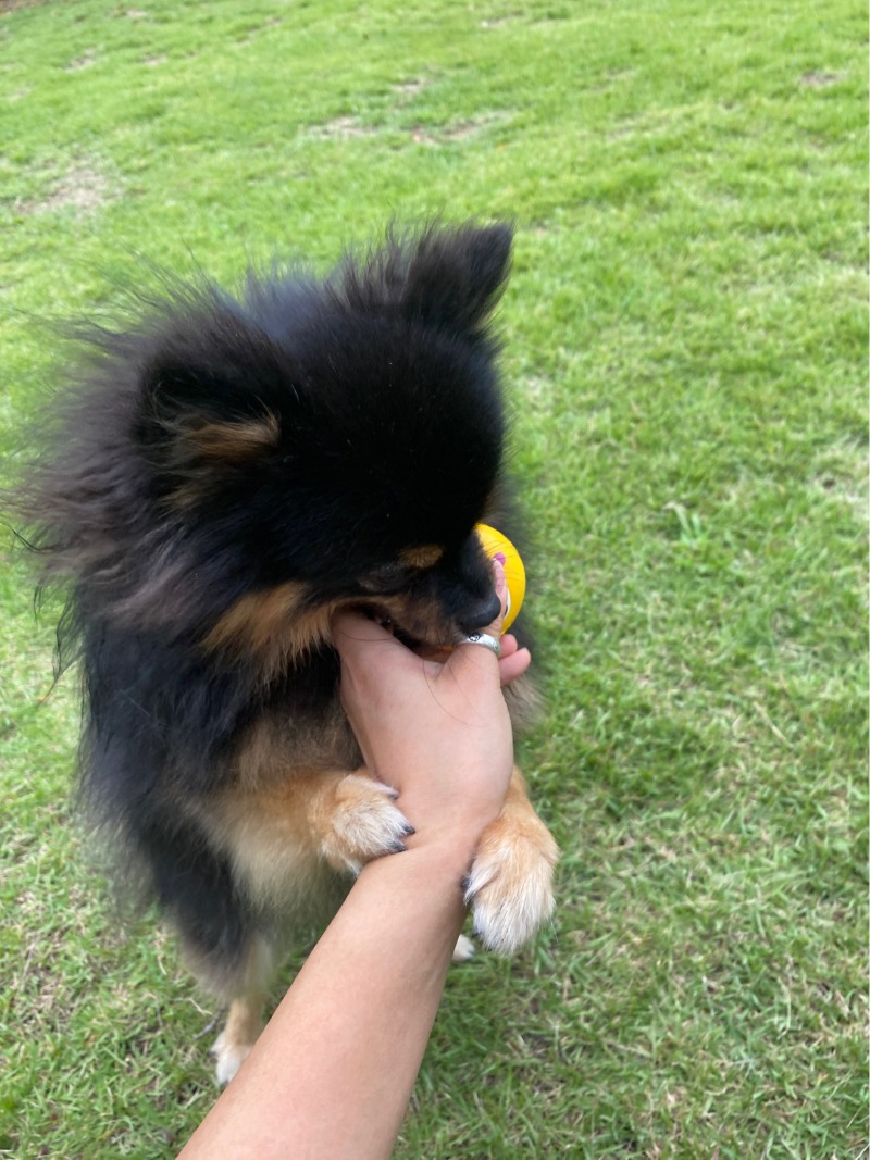 코코애견카페 내돈내산 후기~!