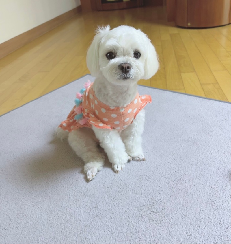 유치원다니고 견성 좋아진 몽실이예요~!