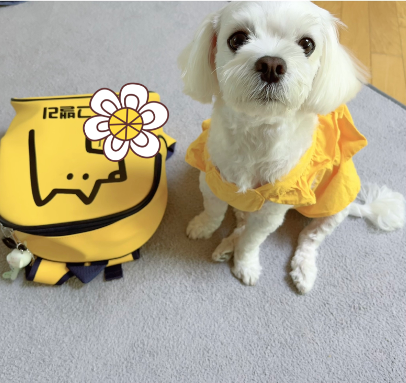 유치원다니고 견성 좋아진 몽실이예요~!