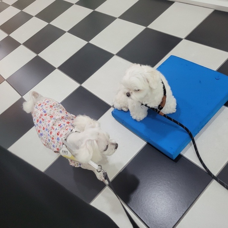 유치원 다니고 견성 좋아졌다는 몽실이 유치원 후기예요 ㅎ