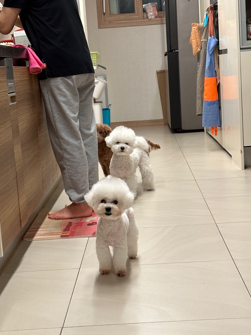 비숑 미용 청라독스 추천해요!