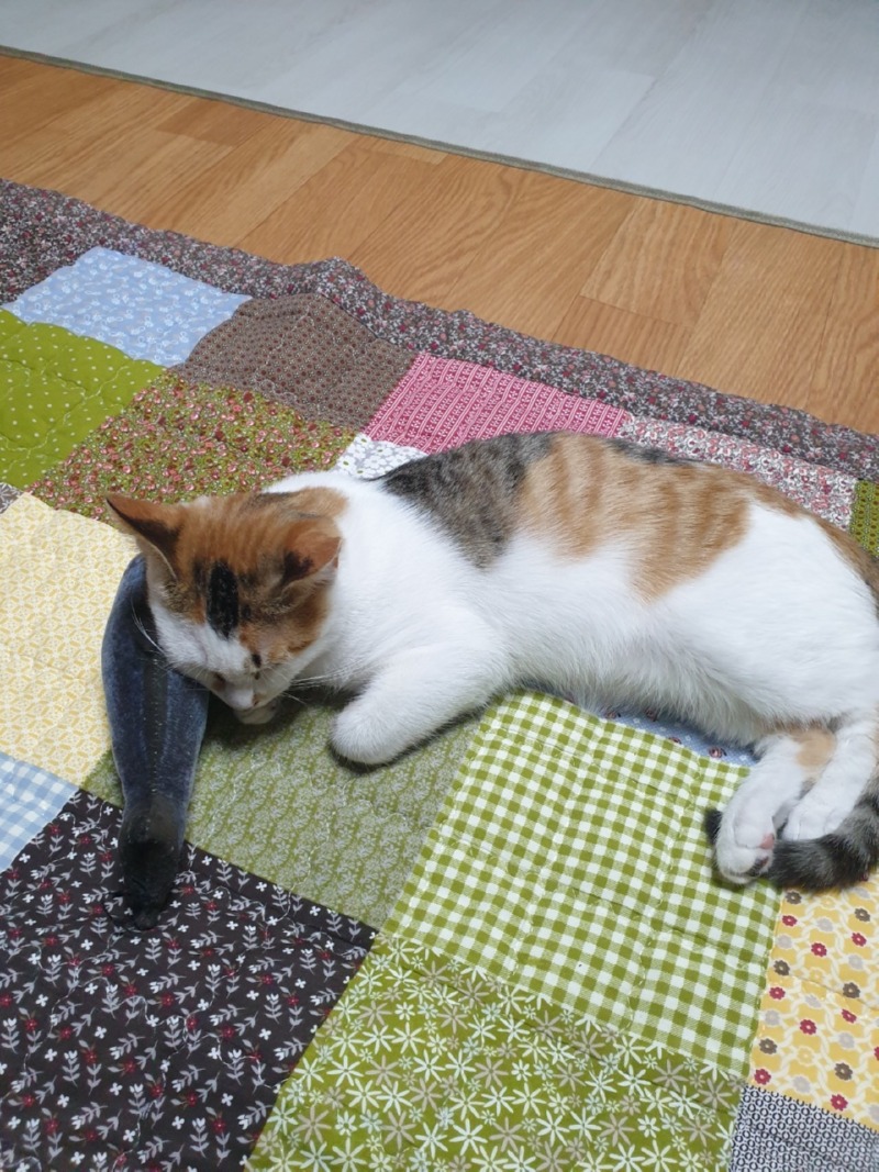 선샤인동물병원 친절해요