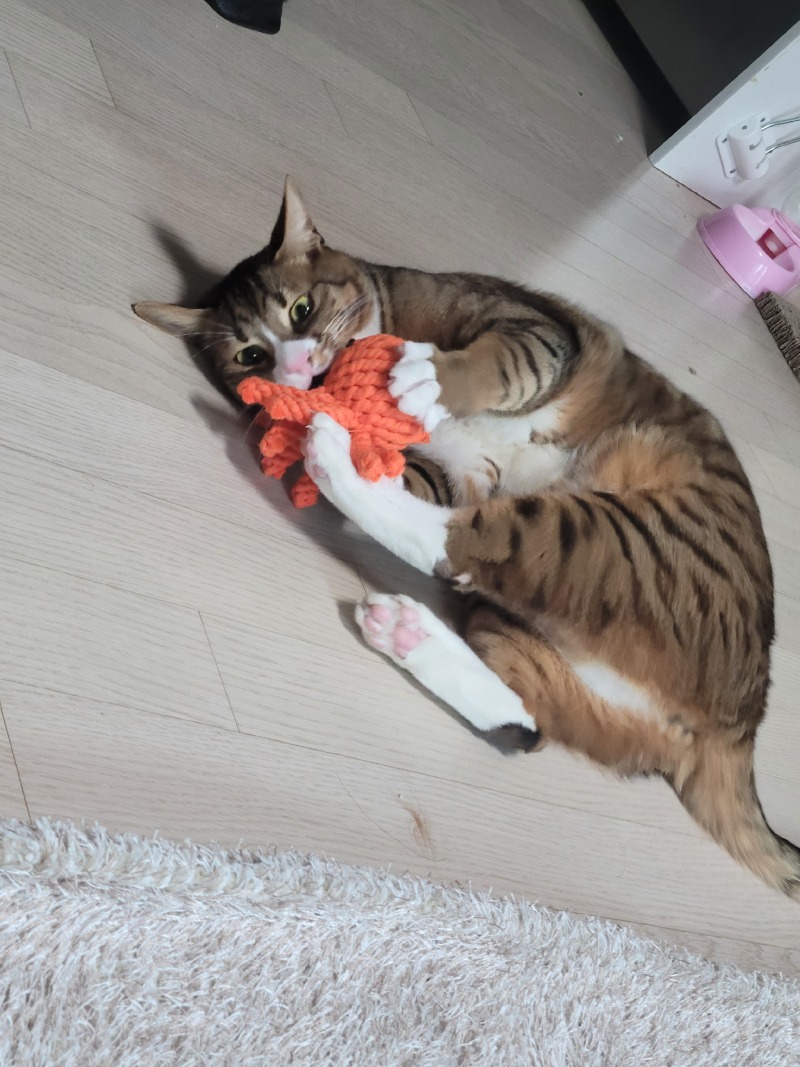 개냥이 바트 