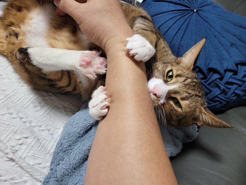 애교많은 개냥이 바트에요