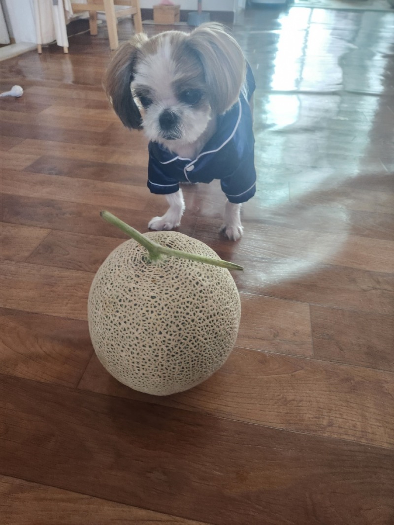 메론노려보는 딴지~ㅋㅋㅋ