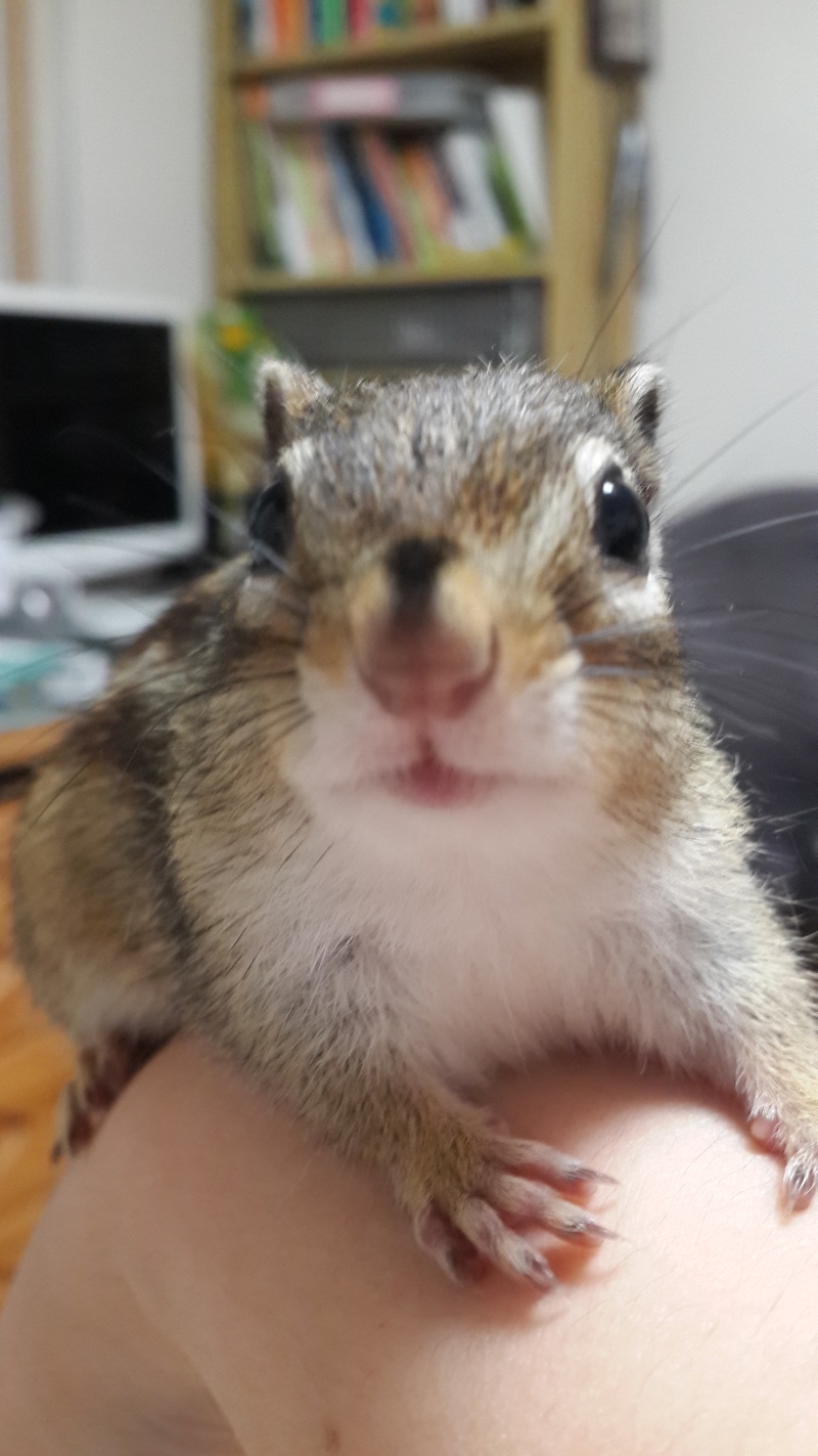 또리 확대샷><