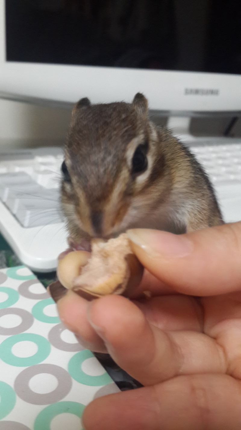 또리 확대샷><