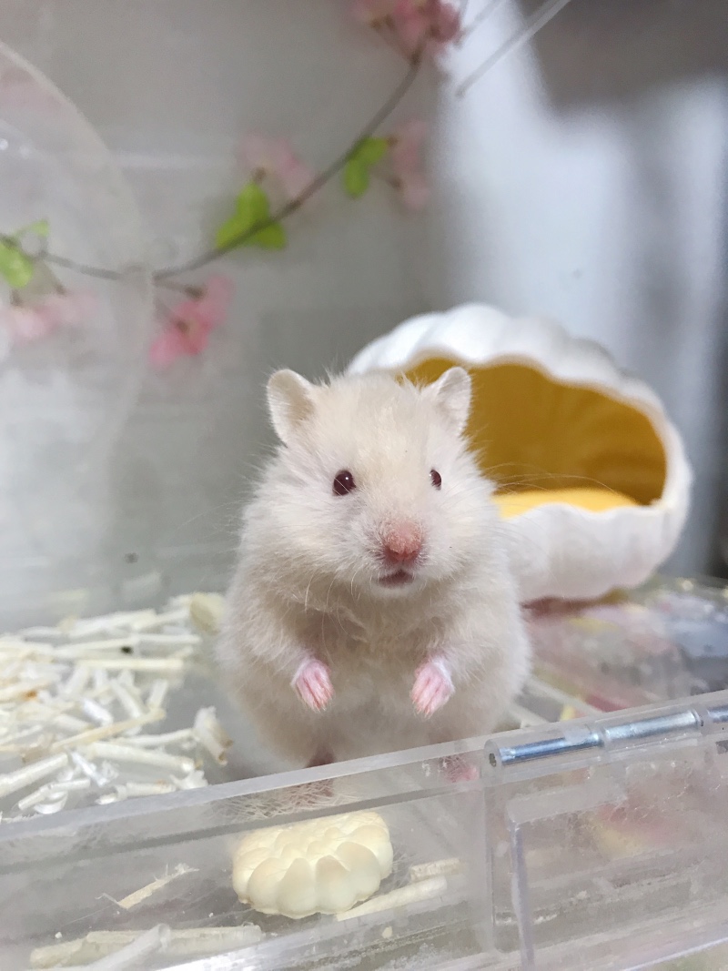 작은 솜뭉치 시몬이♡