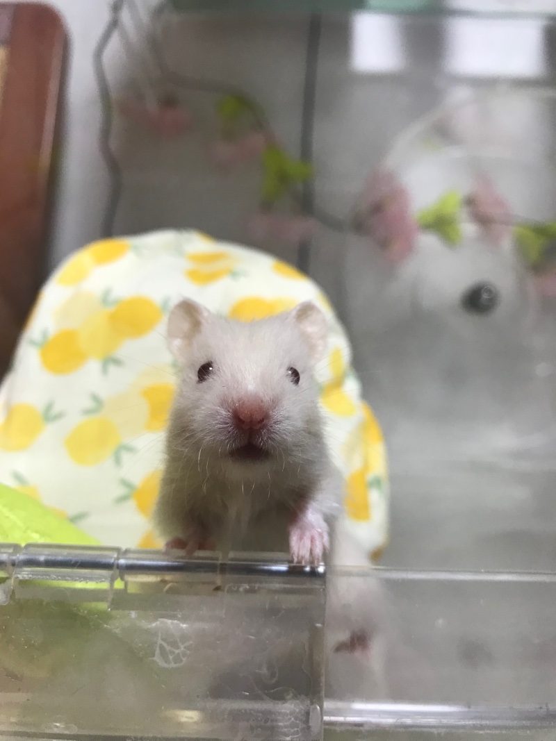 작은 솜뭉치 시몬이♡