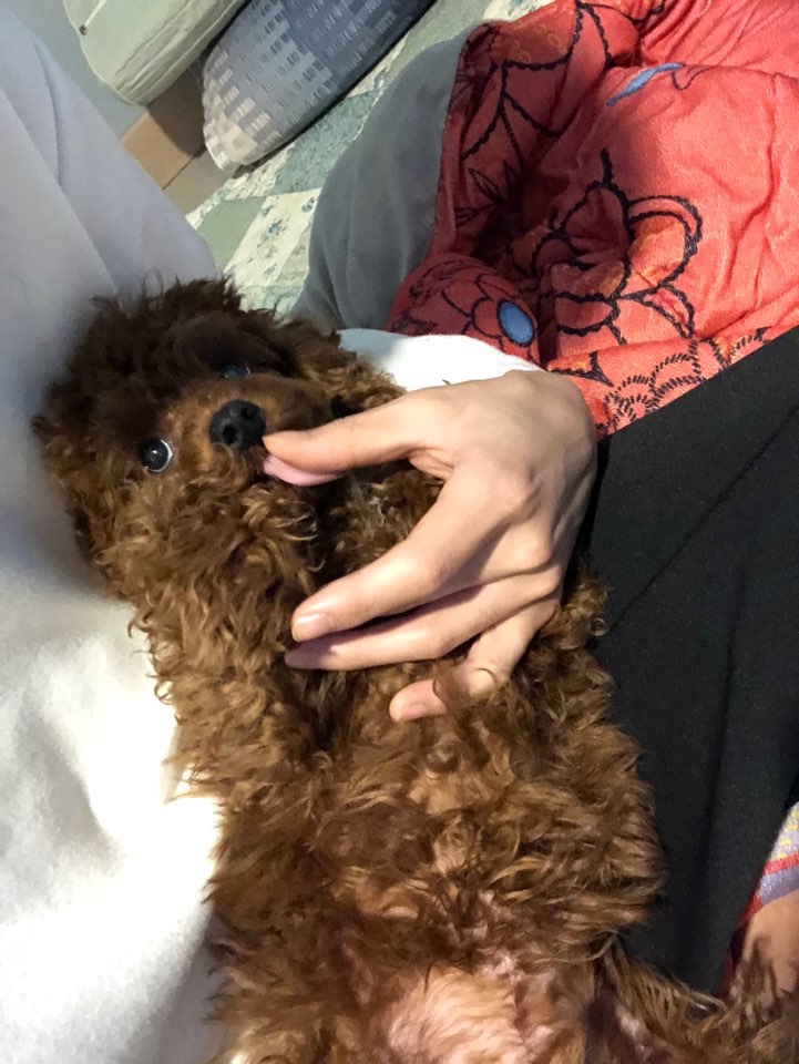 푸들 꾹희 애기때 사진!