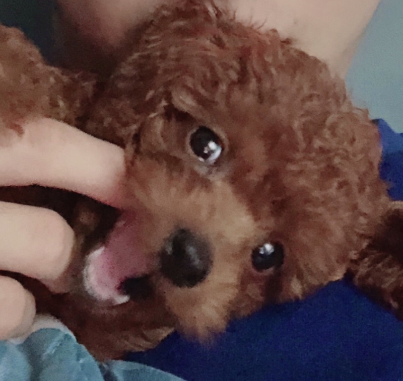 푸들 꾹희 애기때 사진!