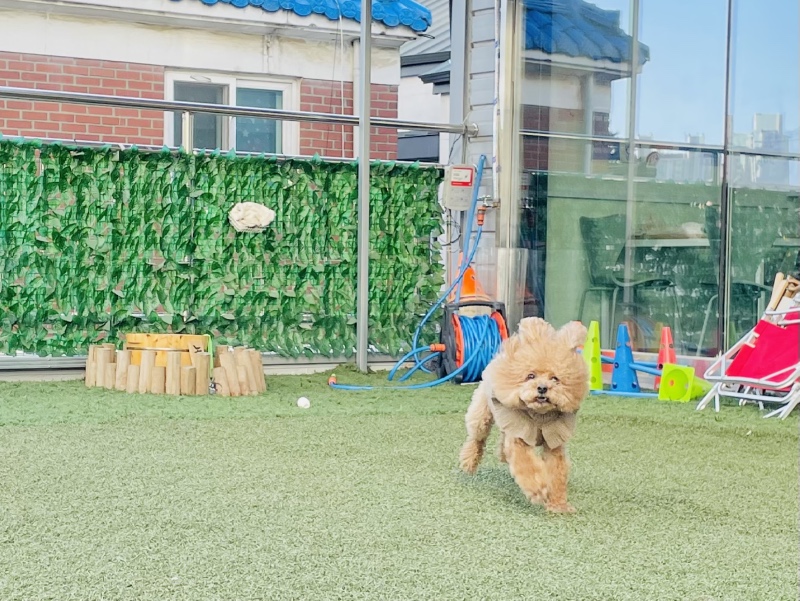 귀여운 레꾸꾸
